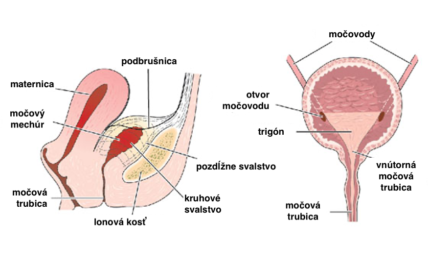 bolesť močového mechúra